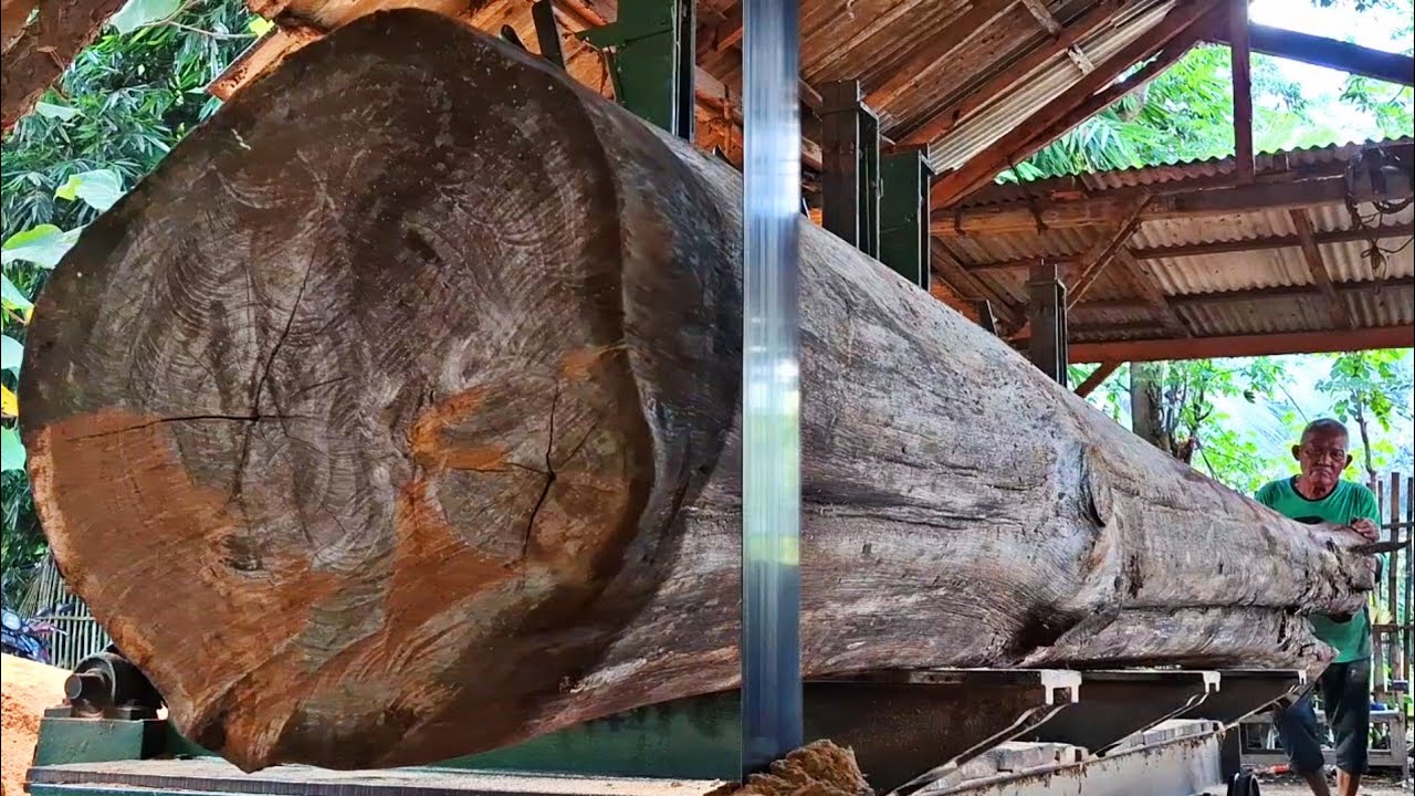 giant hundred-year-old dry teak wood that is surprising when it is sawed at the sawmill 