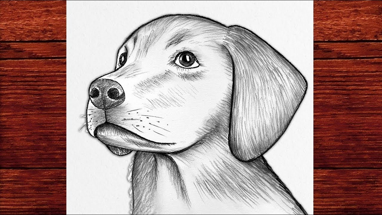 How To Drow Realistic Doge Face Sketch Art //Doge ka photo kese bnaye //#viral #art #sketch #video 