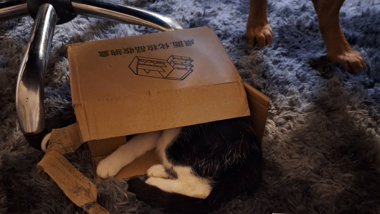 XXL TEMU HAUL