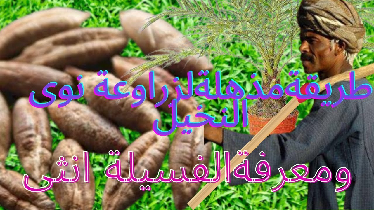 الطريقة الصحيحة لزراعة نوى النخيل - وضمان الفسيلة انثى#ازرع-نخيل