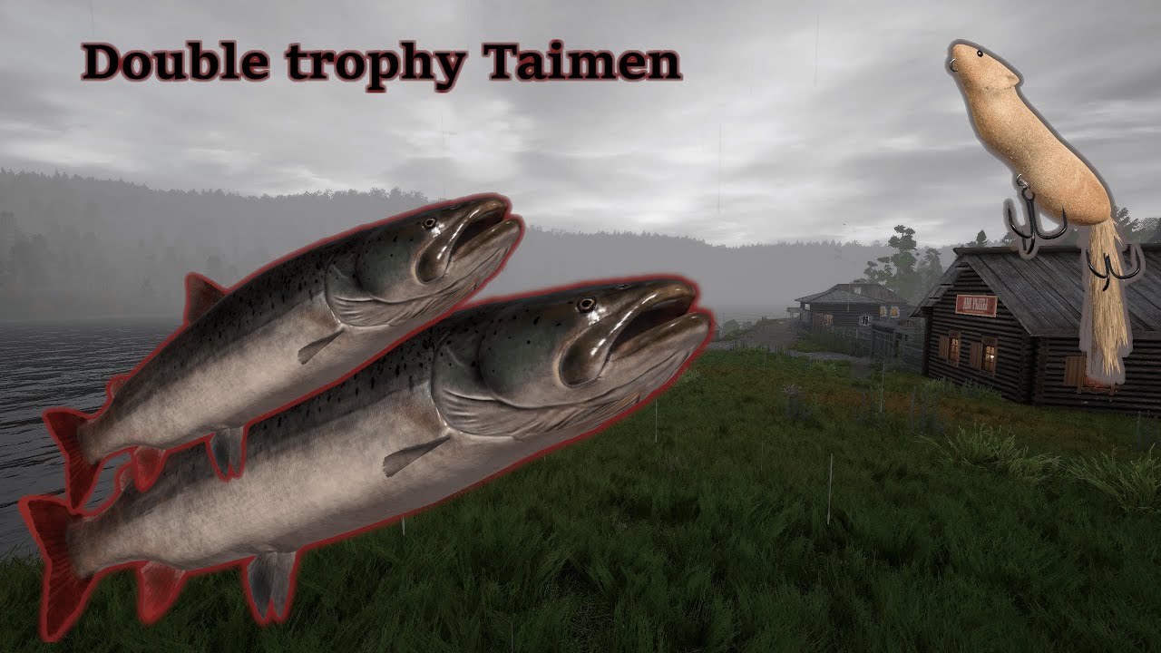 Double Taimen Trophy from Tunguska River! - RF4 Trophies - Russian Fishing 4