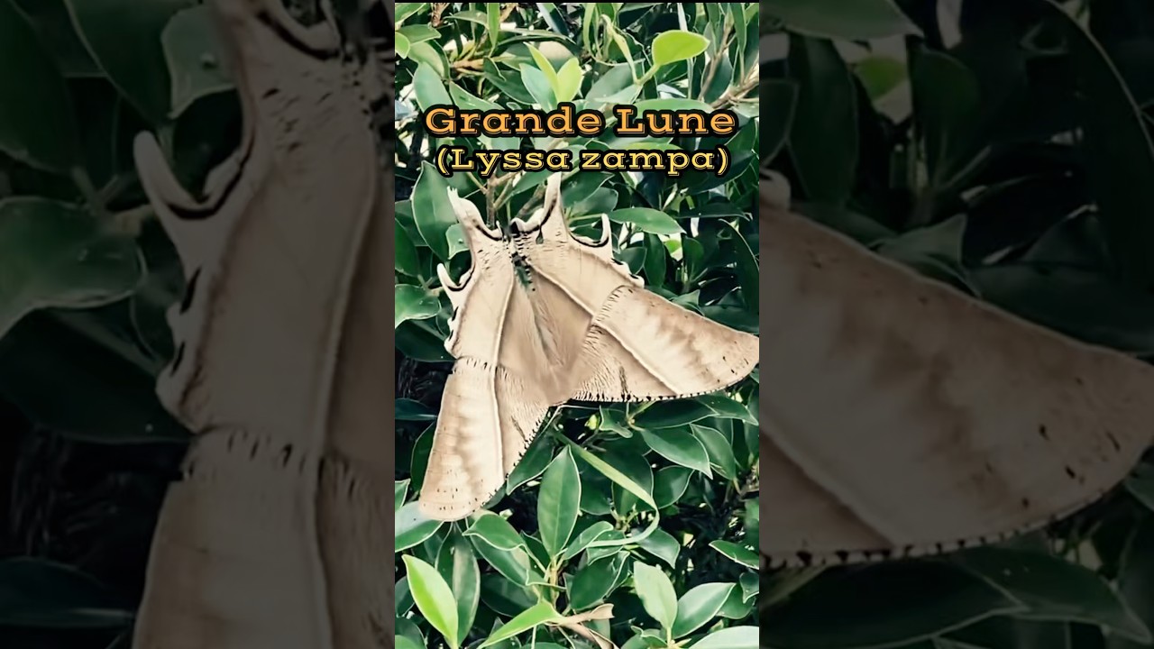 👀 La Grande Lune (Lyssa zampa) | Udon Thani, Thaïlande