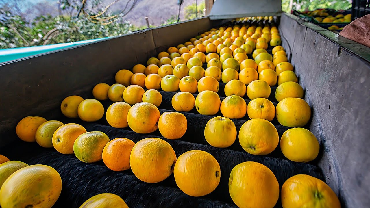 CITRICULTORES DE TALANCATO, APRENDIERON TÉCNICAS DE COMERCIALIZACIÓN DE LA NARANJA EN QUELLOUNO