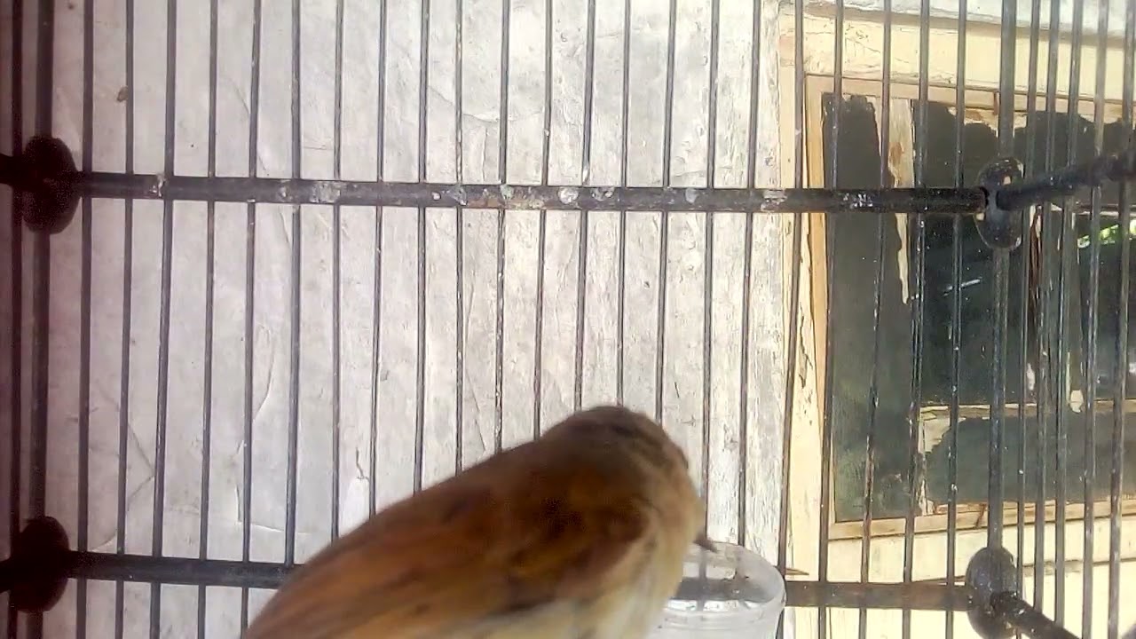 Detik detik burung flamboyan nyuling