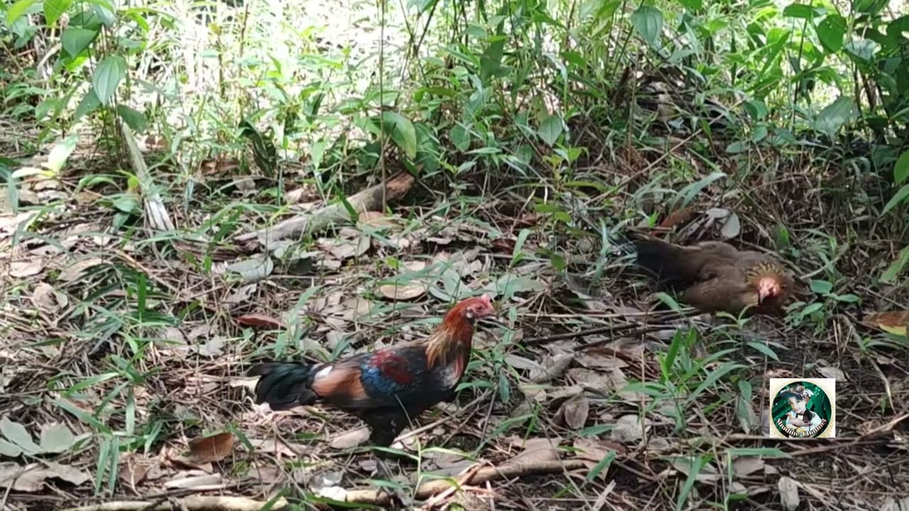 Ayam Hutan Pikat Betina F1 #54