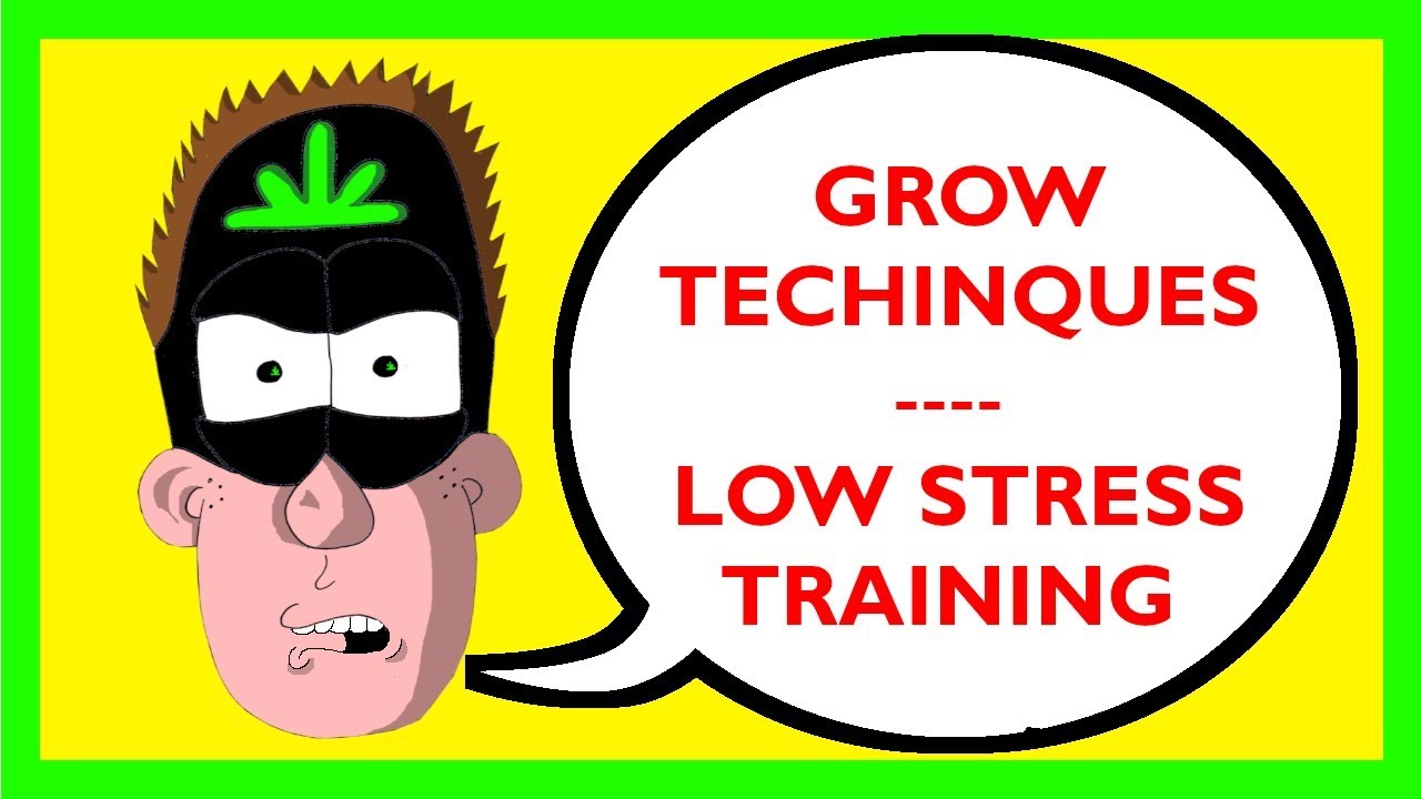 Grow Techniques Series - Low Stress Training (LST)