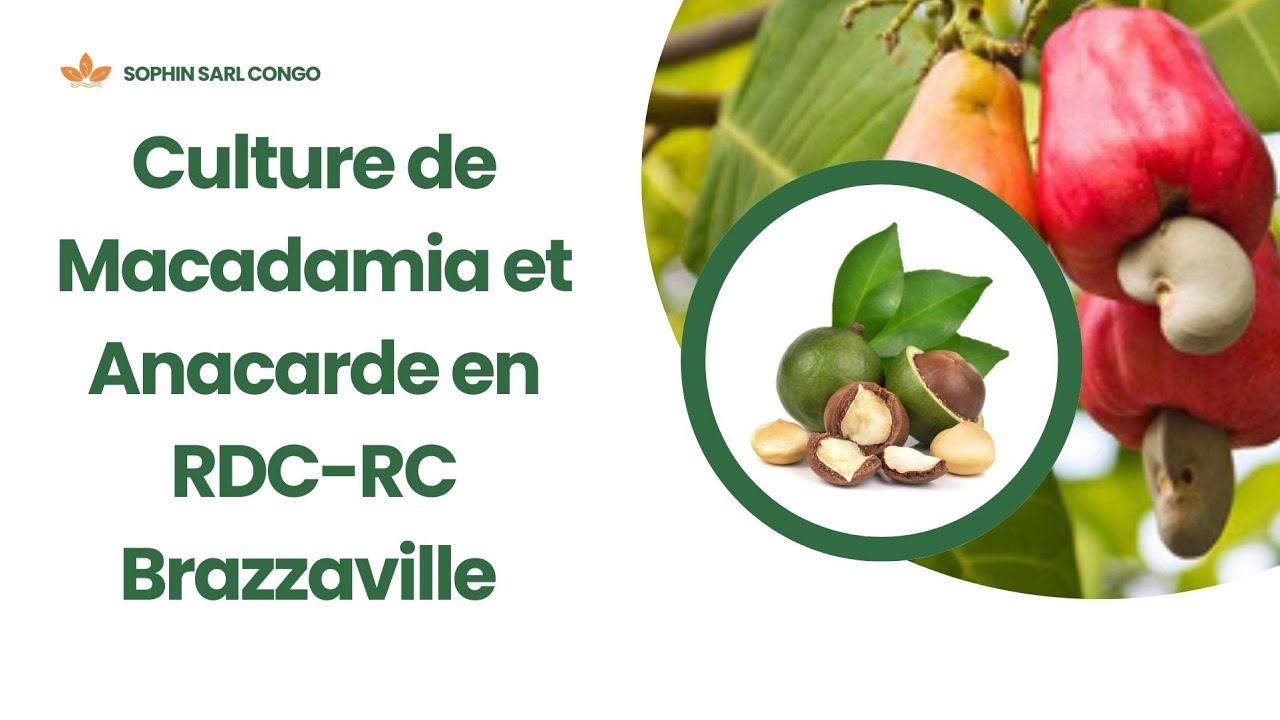 Culture de Macadamia et d'Anacarde en RDC - RC Brazzaville