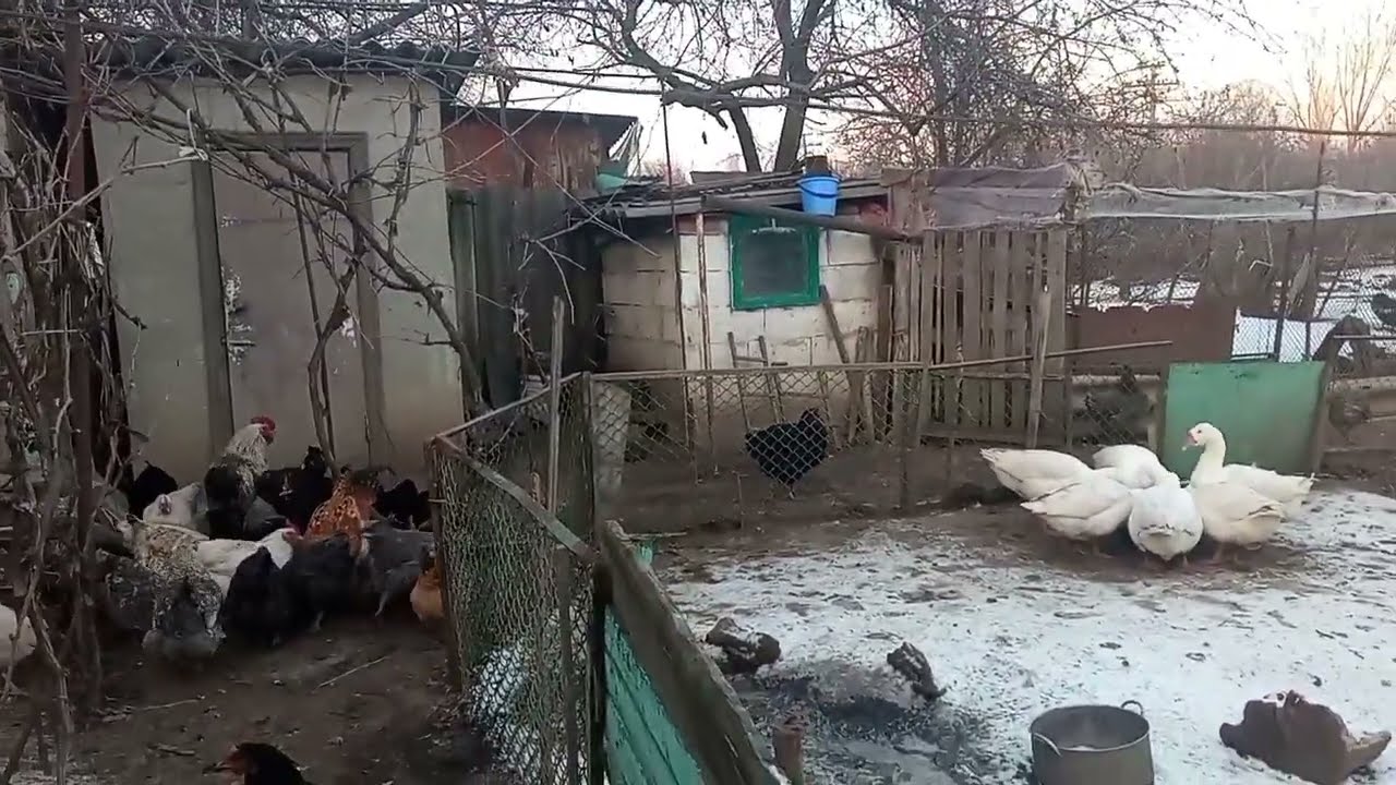 -13 мороз УТКИ ГУСИ на улице. КВОЧКА пропала. Ответ на вопрос🙋. Система такая