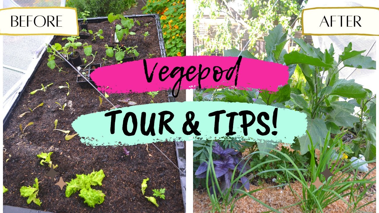 Large Vegepod Tour and Growing Tips | Incredible Before & After | Raised garden bed | Wicking system