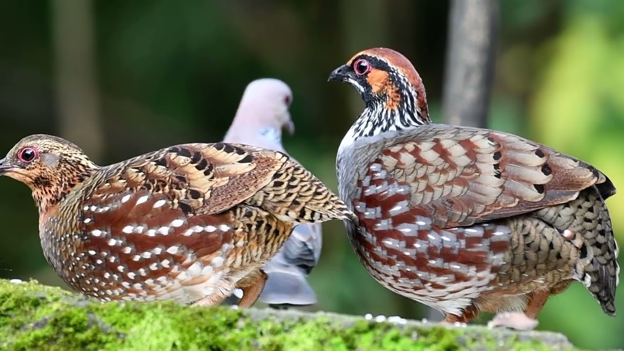 Hill Partridge