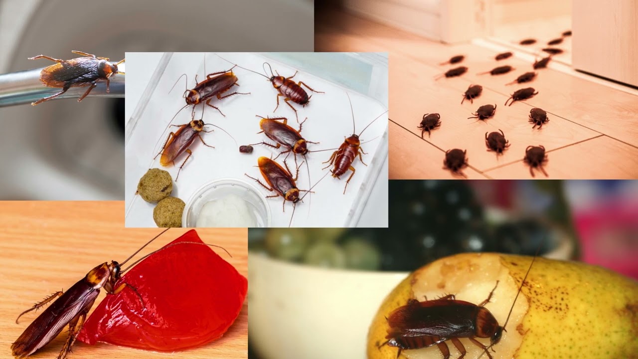 Best Cockroach removal Pest Control Service Provider in Mumbai
