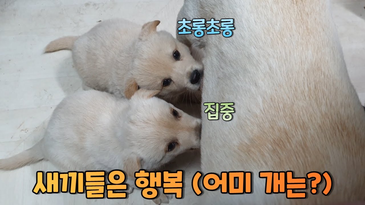 야간 힐링 매점, 어미 개도 새끼들도 l 진돗개와 시고르자브종 사이