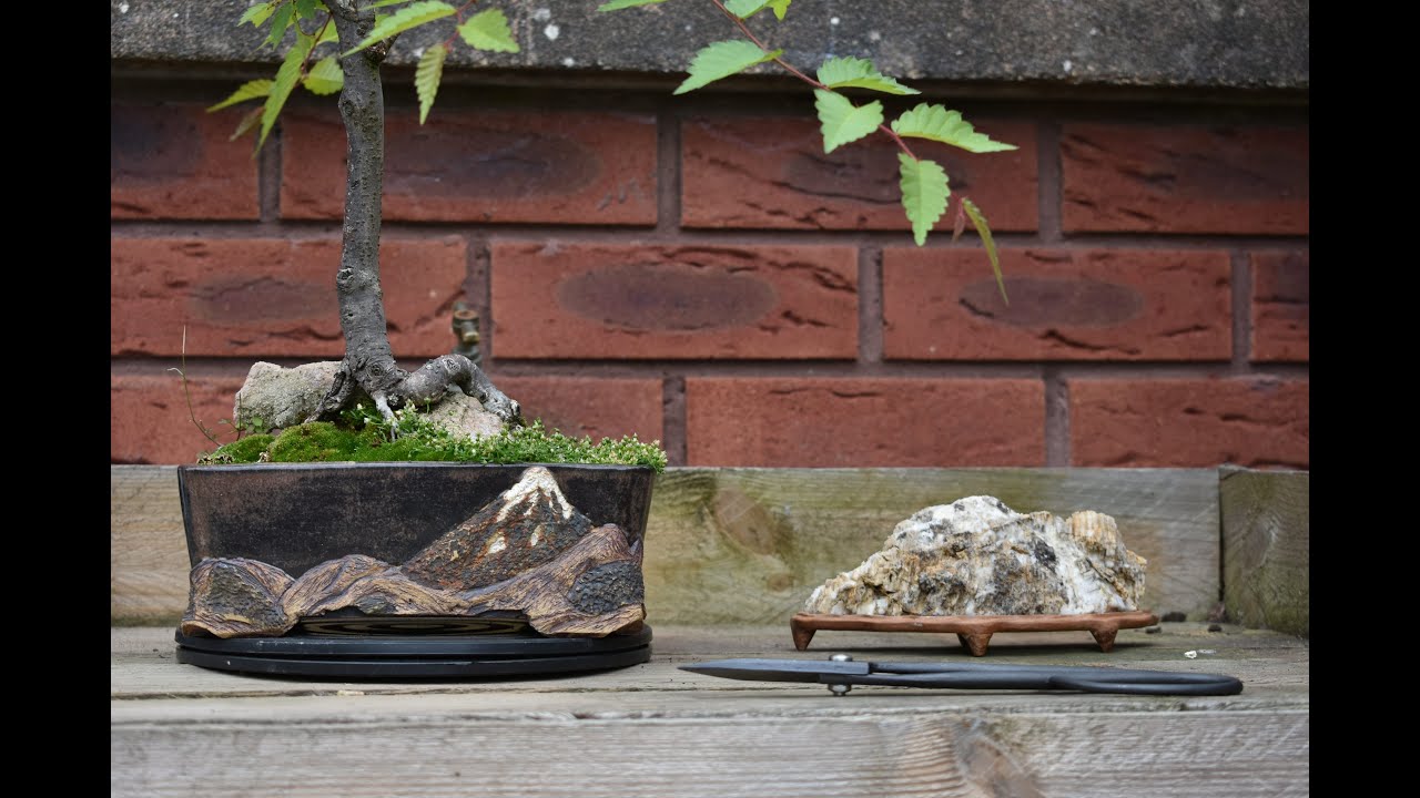 Japanese Elm Gets Its 1st Prune On The Channel