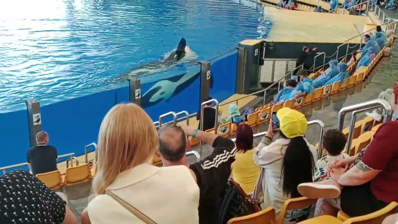 Show de las Orcas del Loro Parque en el Puerto de la Cruz tenerife.