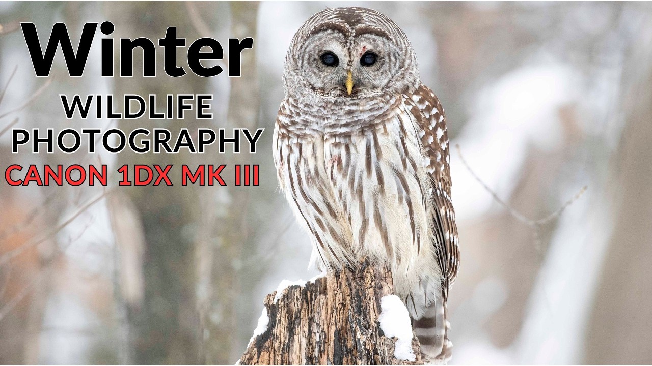 How TO FIND BIRDS to Photograph in WINTER | Using the Canon 1DX MK III DSLR