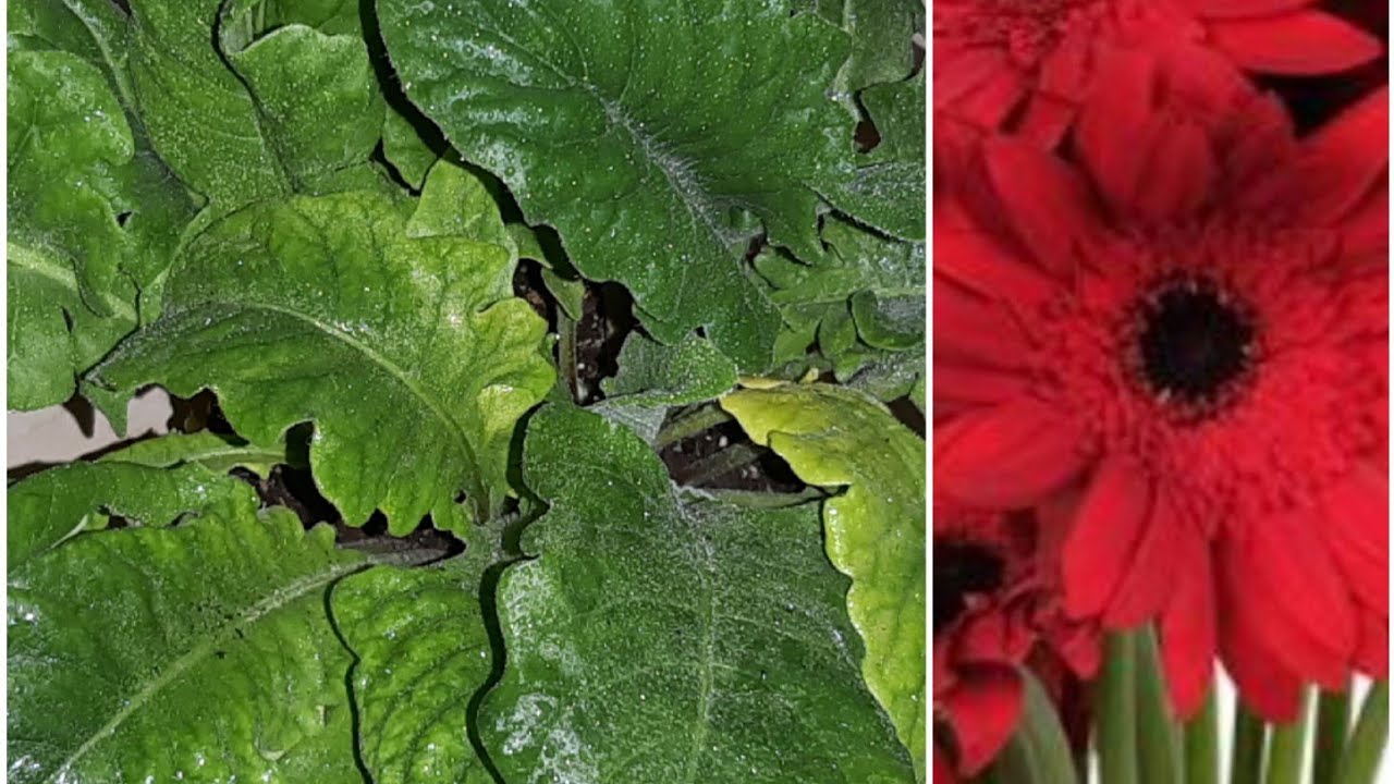 Gerbera Çiçeği Bakımı| Gerbera Çiçeği Nasıl Sulanır | Ve saksı Değişimi.