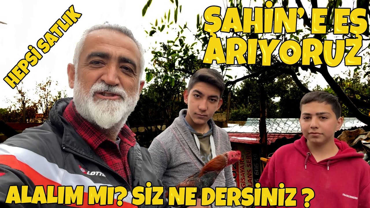 ŞAHİN' e hint tavuk arıyorum, sizce nasıl alalım mı ?