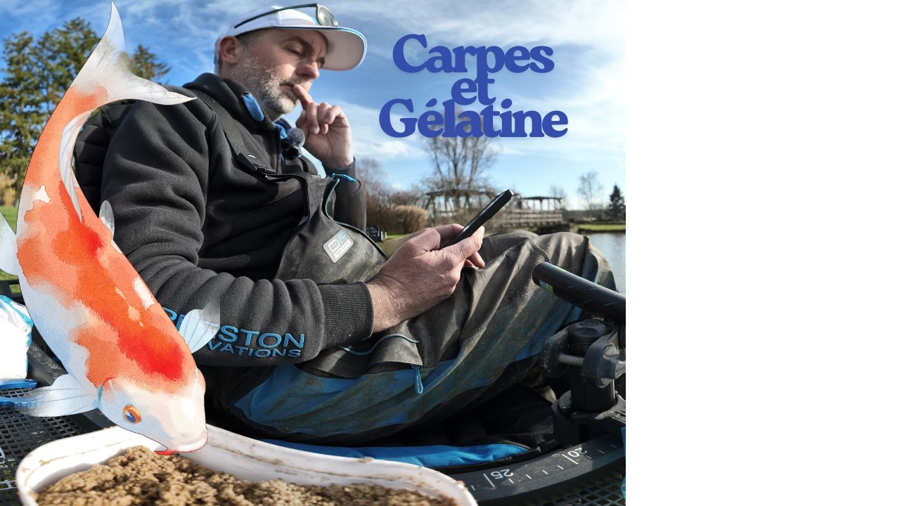 Carpes et Gélatine