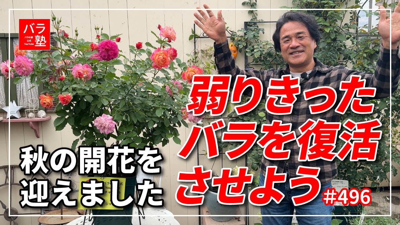 #496 弱りきったバラを復活させよう 秋の開花を迎えました
