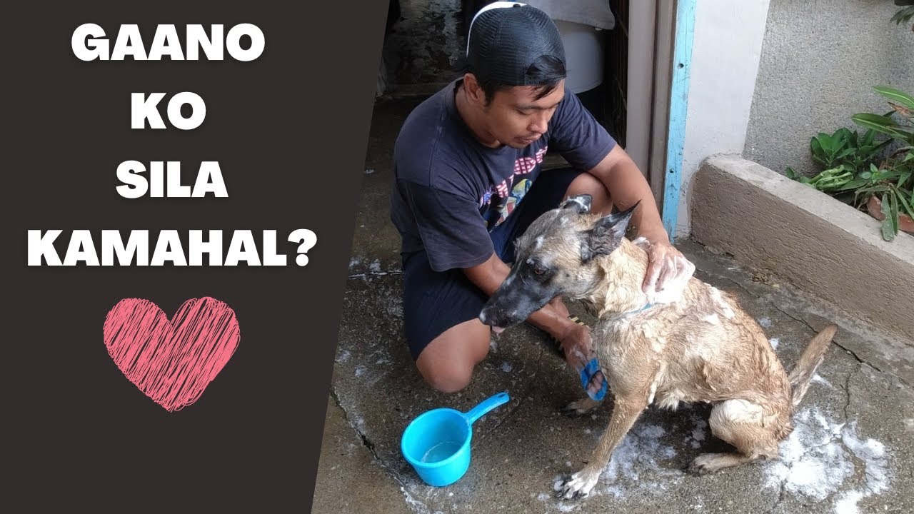 Vlog 91: PAANO MAGING ISANG FUR-DAD | Paps Niks TV