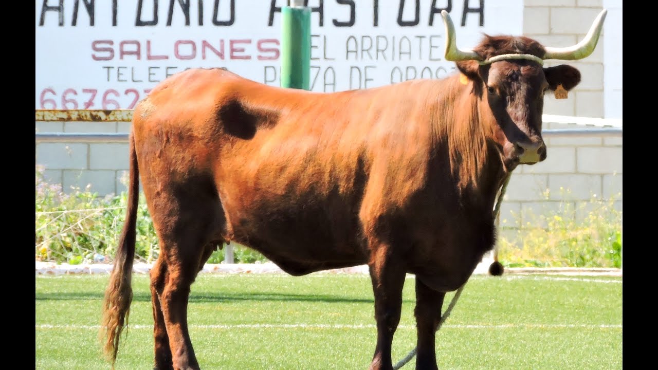 LA CAG&Aacute; DE LA VACA 2017 - EL CORONIL -