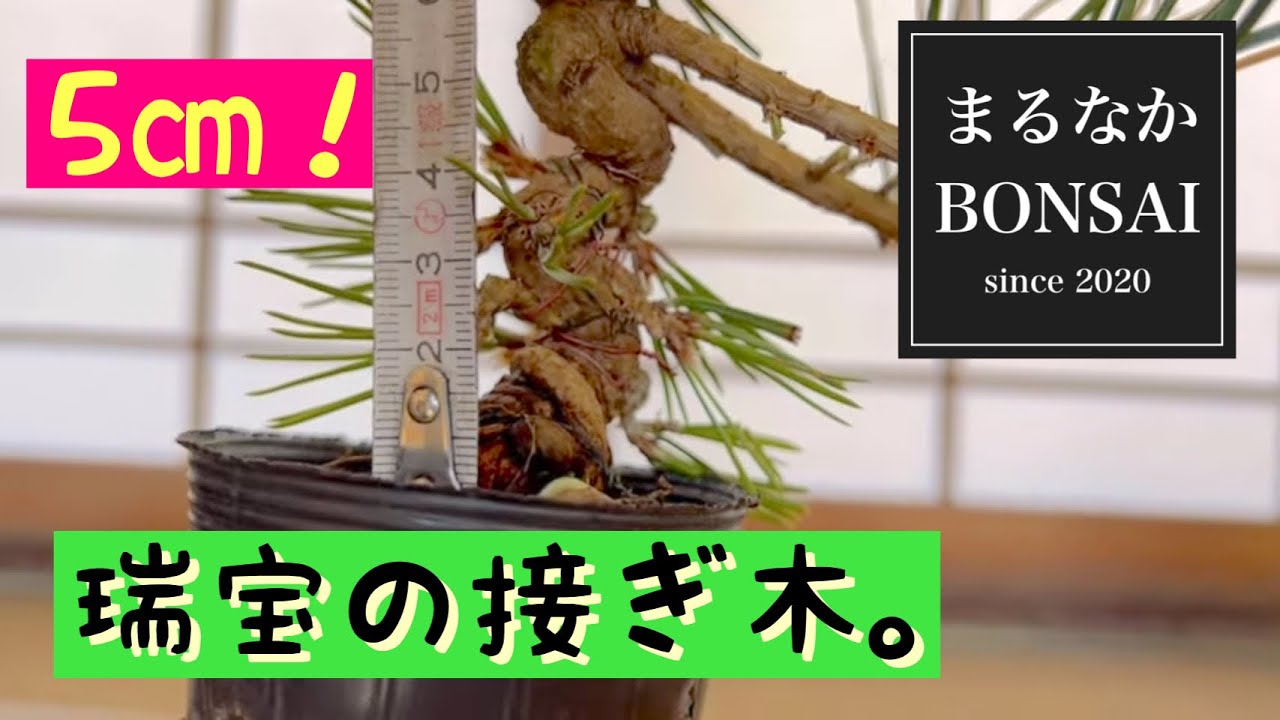 #211  瑞宝の接ぎ木　　　　【ミニ盆栽】