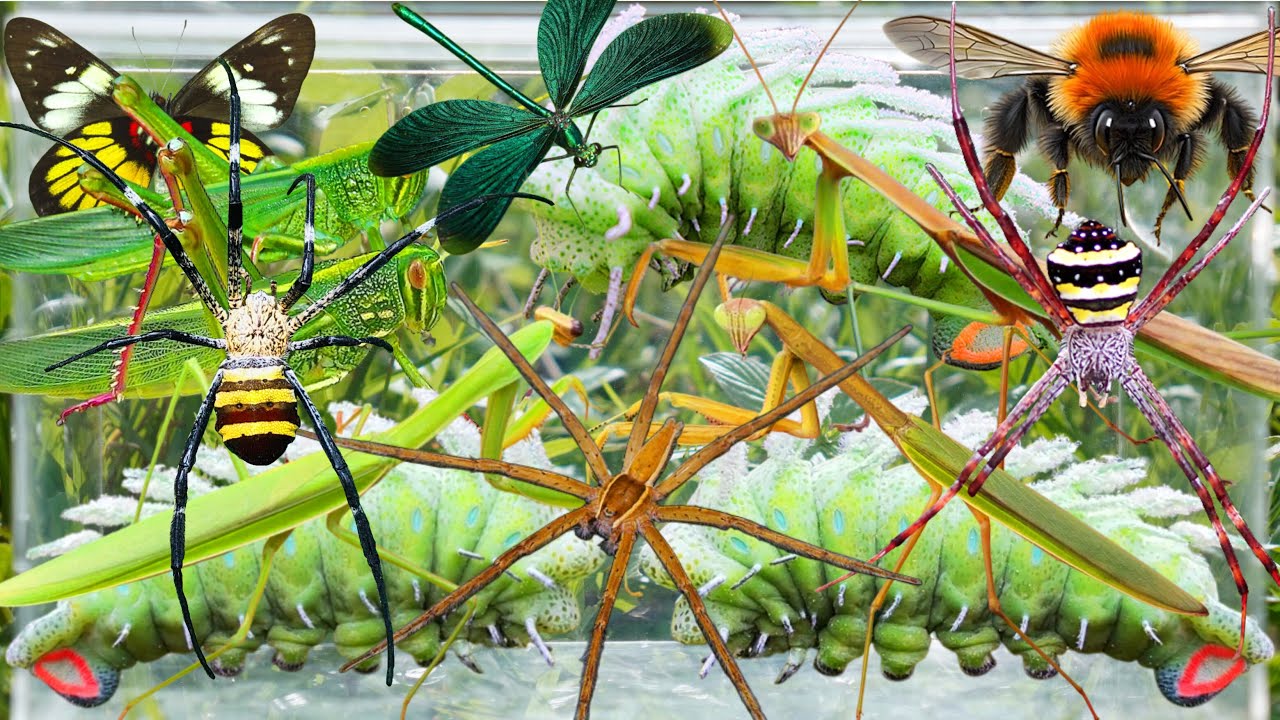 Wild Bug Hunting: Strange Giant Caterpillars, Ferocious Grasshoppers, Killer Mantises & More!