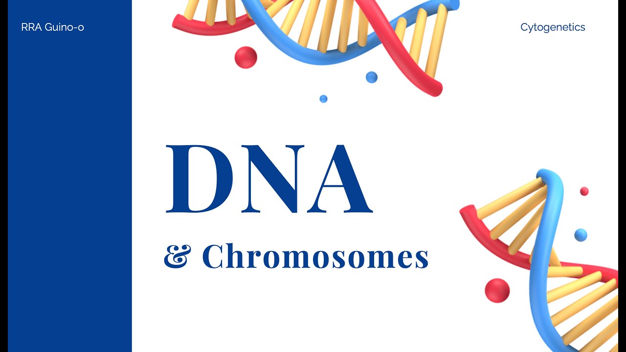 DNA and Chromosomes | A Short Overview