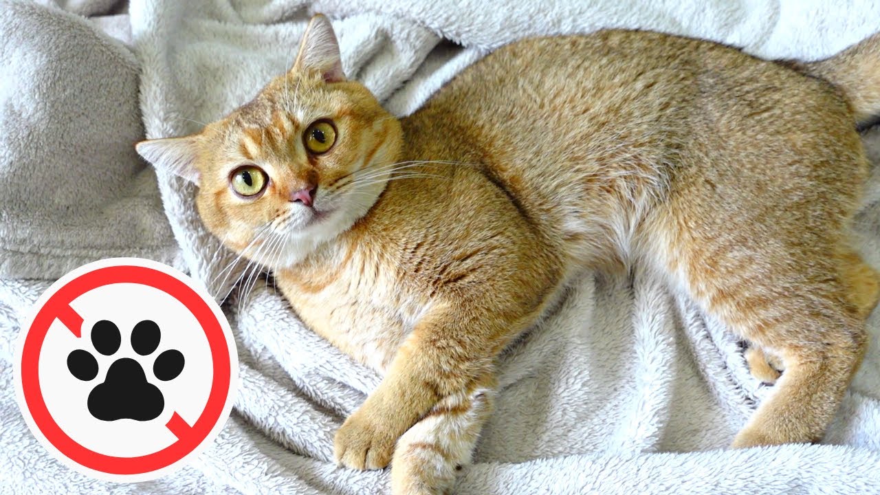Tại Sao Không Nên Cho Mèo Ngủ Chung? 🚫🛌