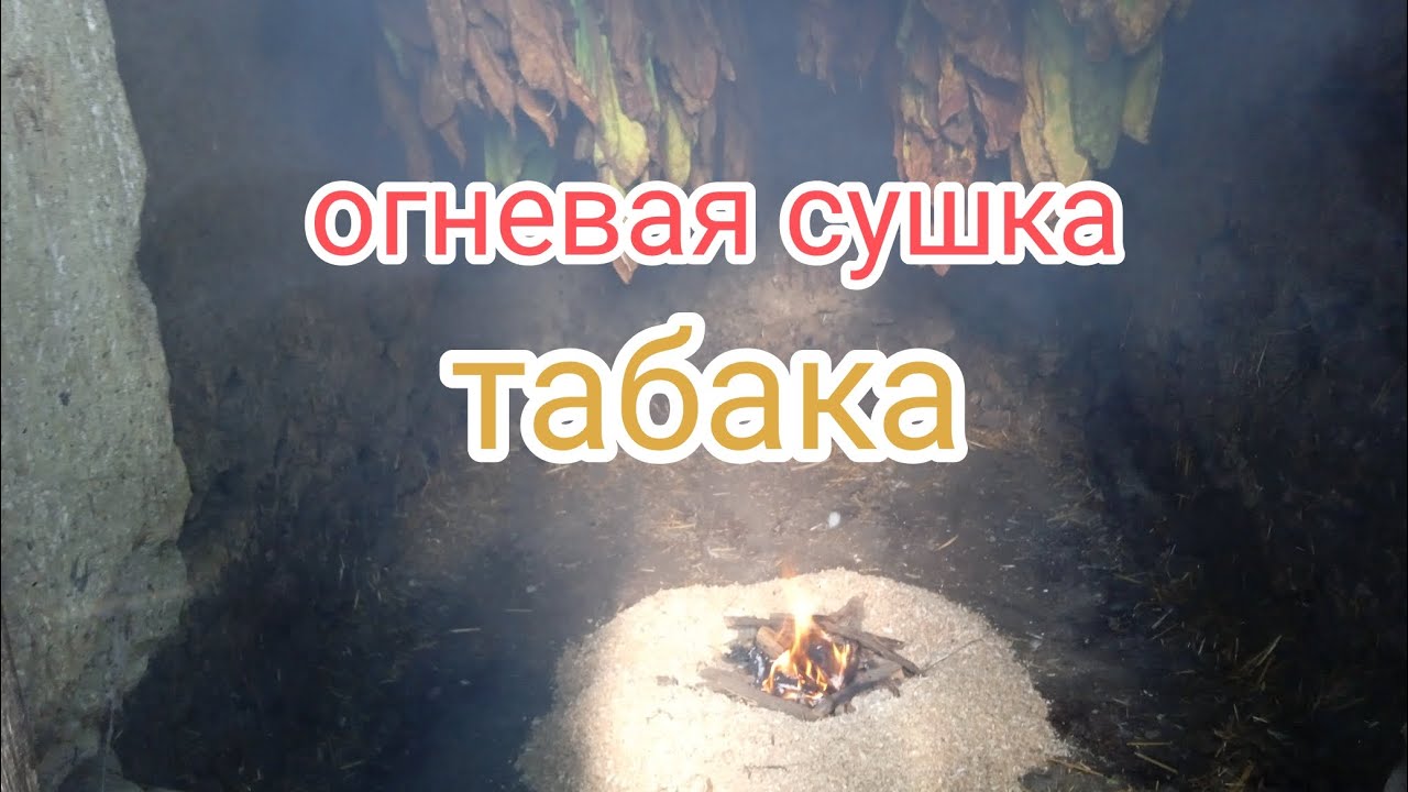 Сушим табачные листья огнем