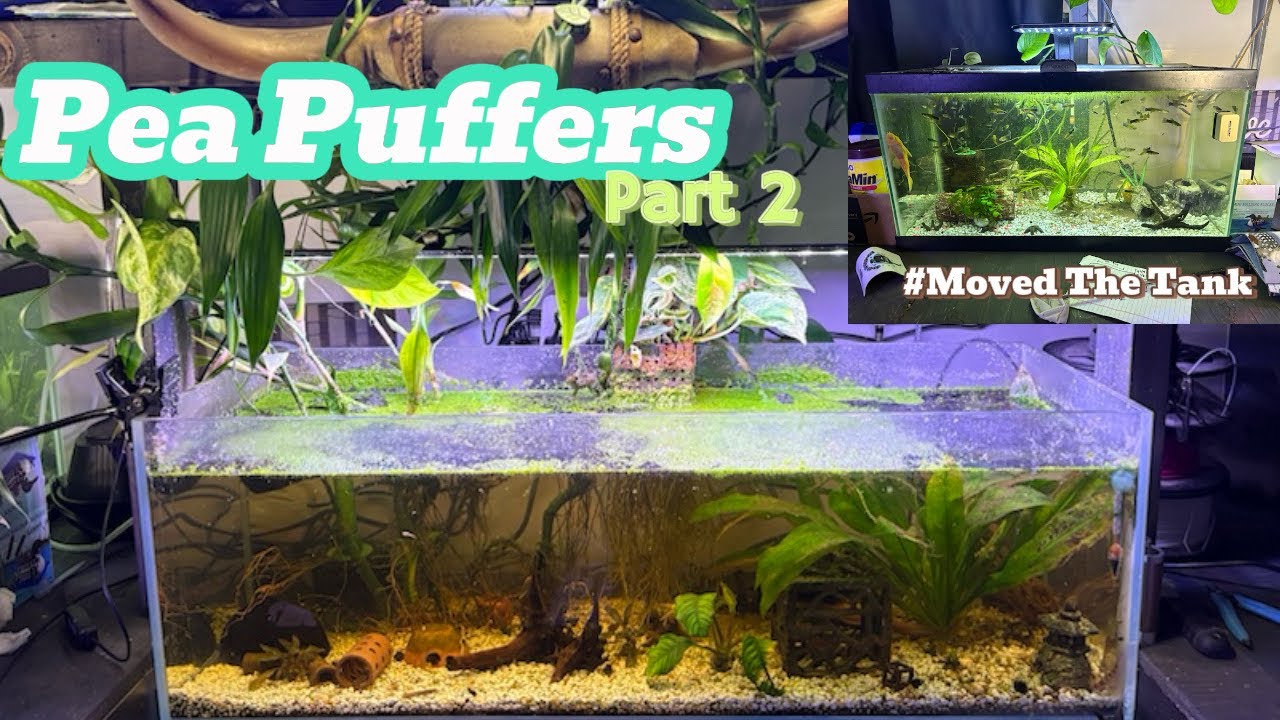 Pea Puffer Life Part 2! #fishroom #pufferfish #fish #pnw #viral #community #fishkeeping #pets #fish 