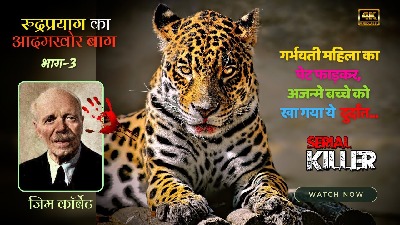 Rudraprayag Leopard - 3 | रुद्रप्रयाग का आदमखोर बाघ | Jim Corbett #4K #CorbettLore Adamkhor bagh