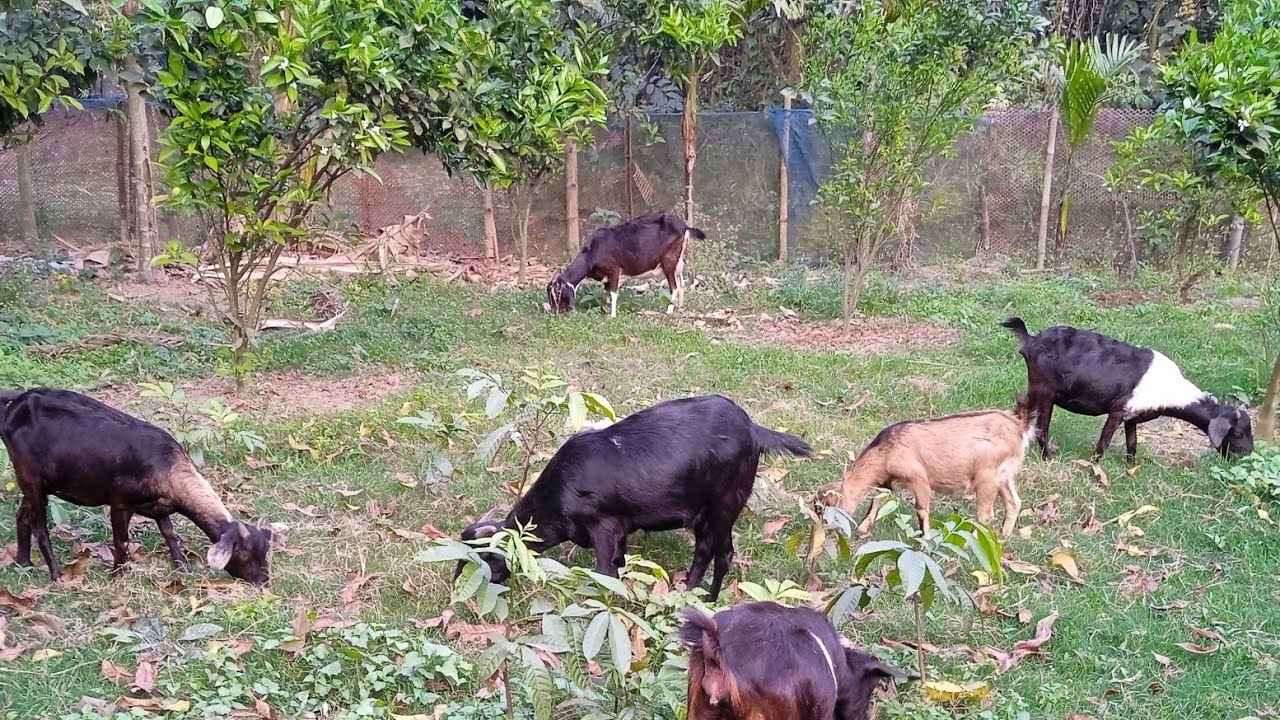 একটি ছাগলে দুই মাসে ৫০০০ থেকে ৮০০০ হাজার টাকা লাভ করা সম্ভব