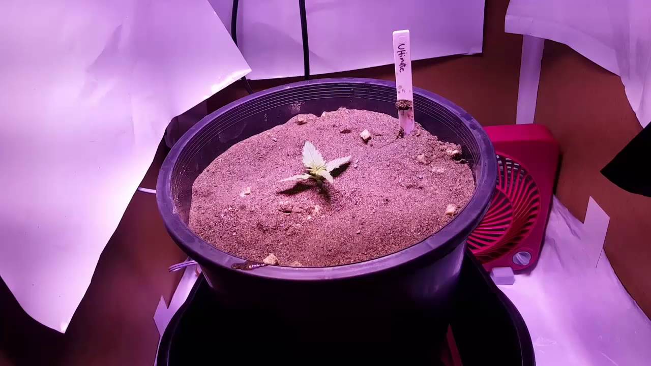 Perfect Sun MINI LED 125w grow   Auto Ultimate in ALL rockwool