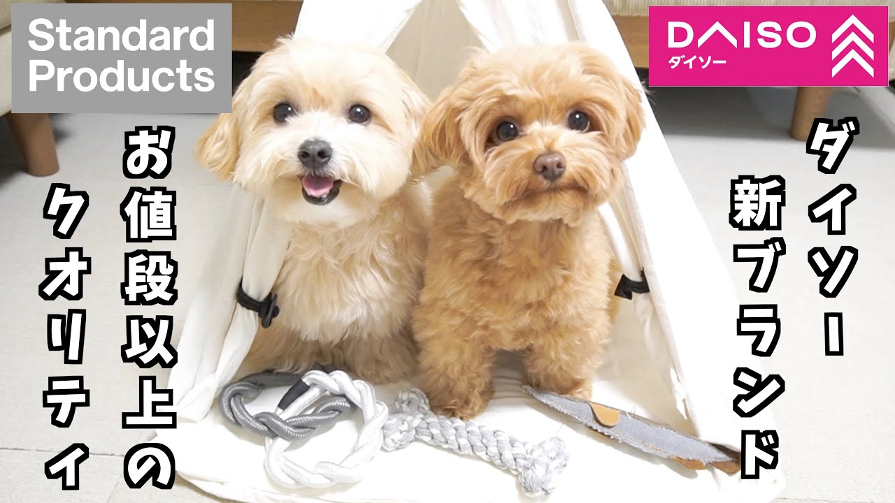 【ダイソー新ブランド】スタンダードプロダクツの犬グッズがおしゃれで可愛すぎる🐶お値段以上のクオリティーで最高でした！【ペット用品/購入品紹介】