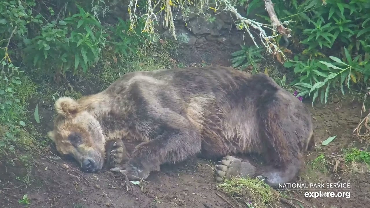 Nap Time With Otis | Best of Bear Cam