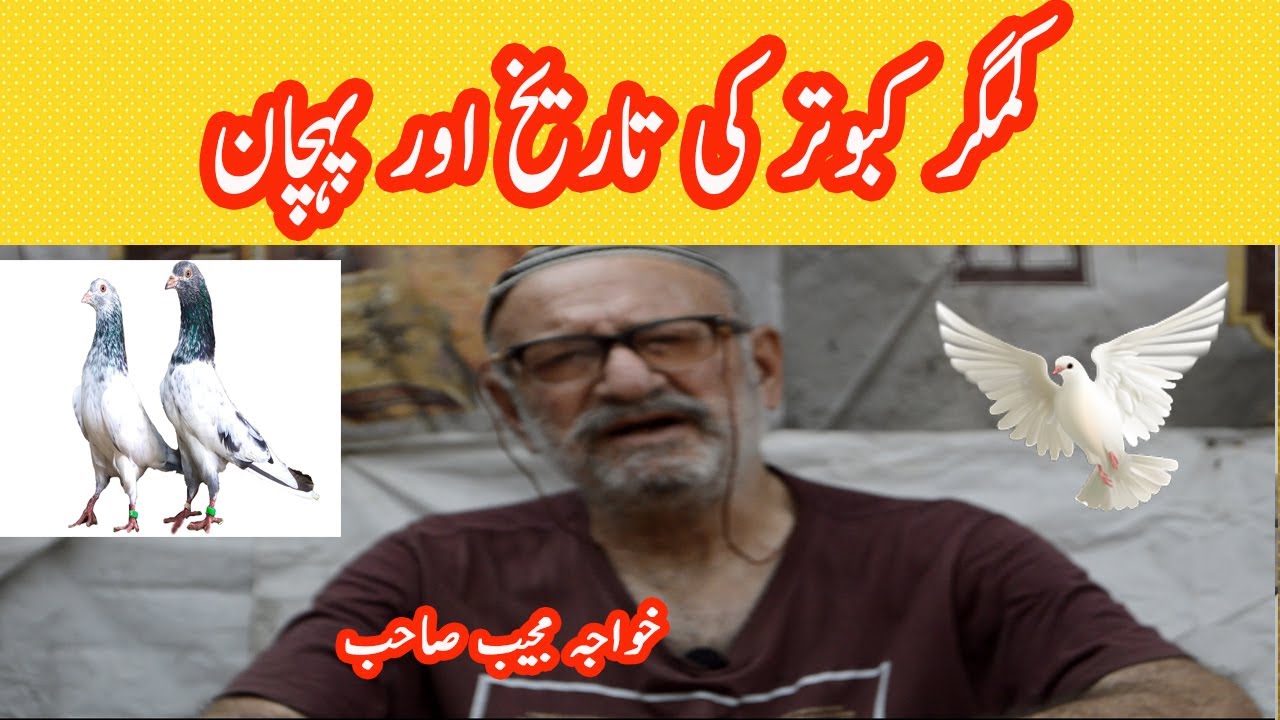 The history of pigeons in Pakistan | Kamagar Kaboter ki History,