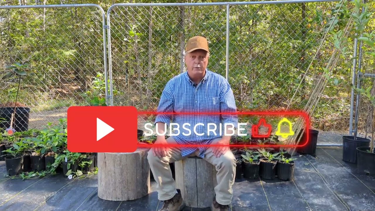 ELECTROCULTURE ANTENNA:  HOW IT WORKS. #electroculture; #organic; #orchard