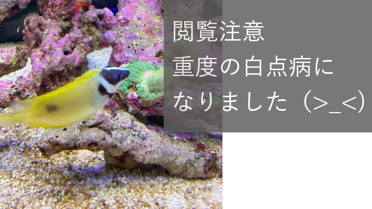 ひどい白点病です。ヒフキアイゴ、カクレクマノミ。海水魚水槽。No.012