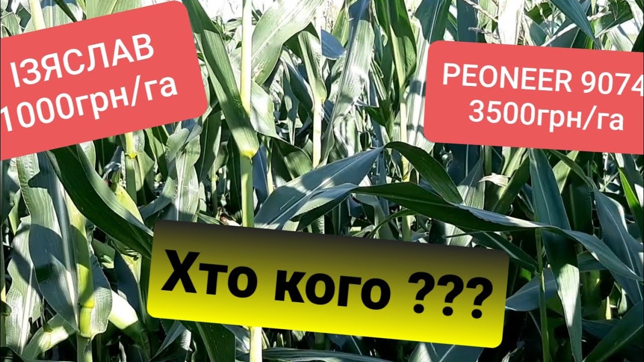 Кукурудза МАІС Гібрид Ізяслав ФАО 220.Приємно вражений даним гібридом.