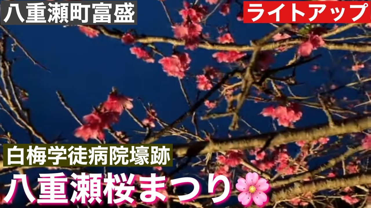 八重瀬桜まつり🌸/沖縄県南部（八重瀬町富盛）　2022年　１月
