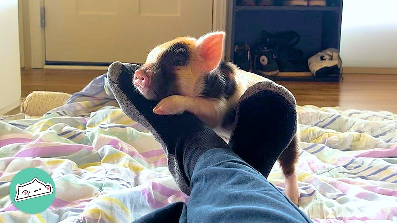 Tiny Piglet Thinks He’s The Boss Of Everyone | Cuddle Buddies