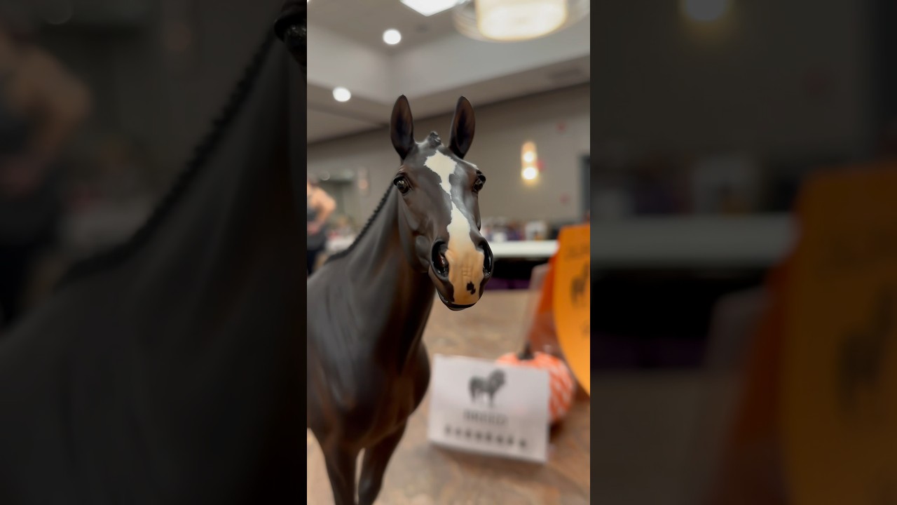 Pumpkins and Ponies Live| Model Horse Show highlights🎃🐴 