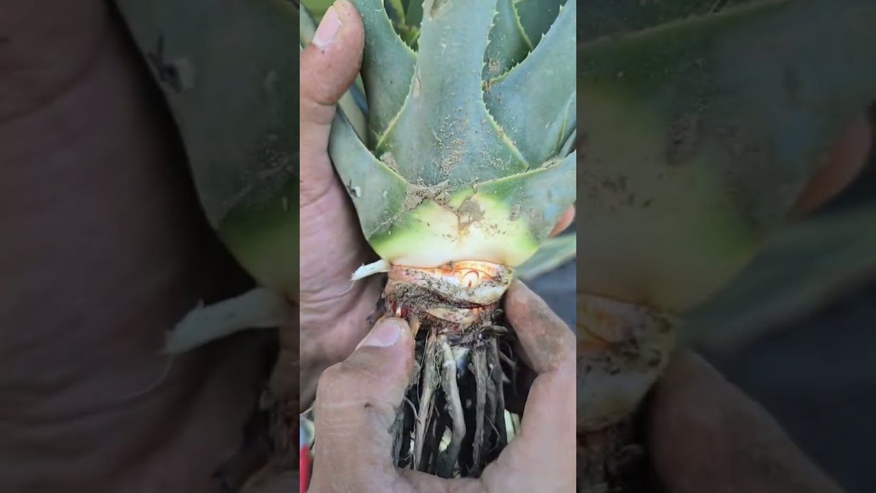 AGAVE KARWINSKII AKA MAGUEY MADRECUIXE, BICUIXE, or BARRIL EN SANTA CRUZ CALIFORNIA 