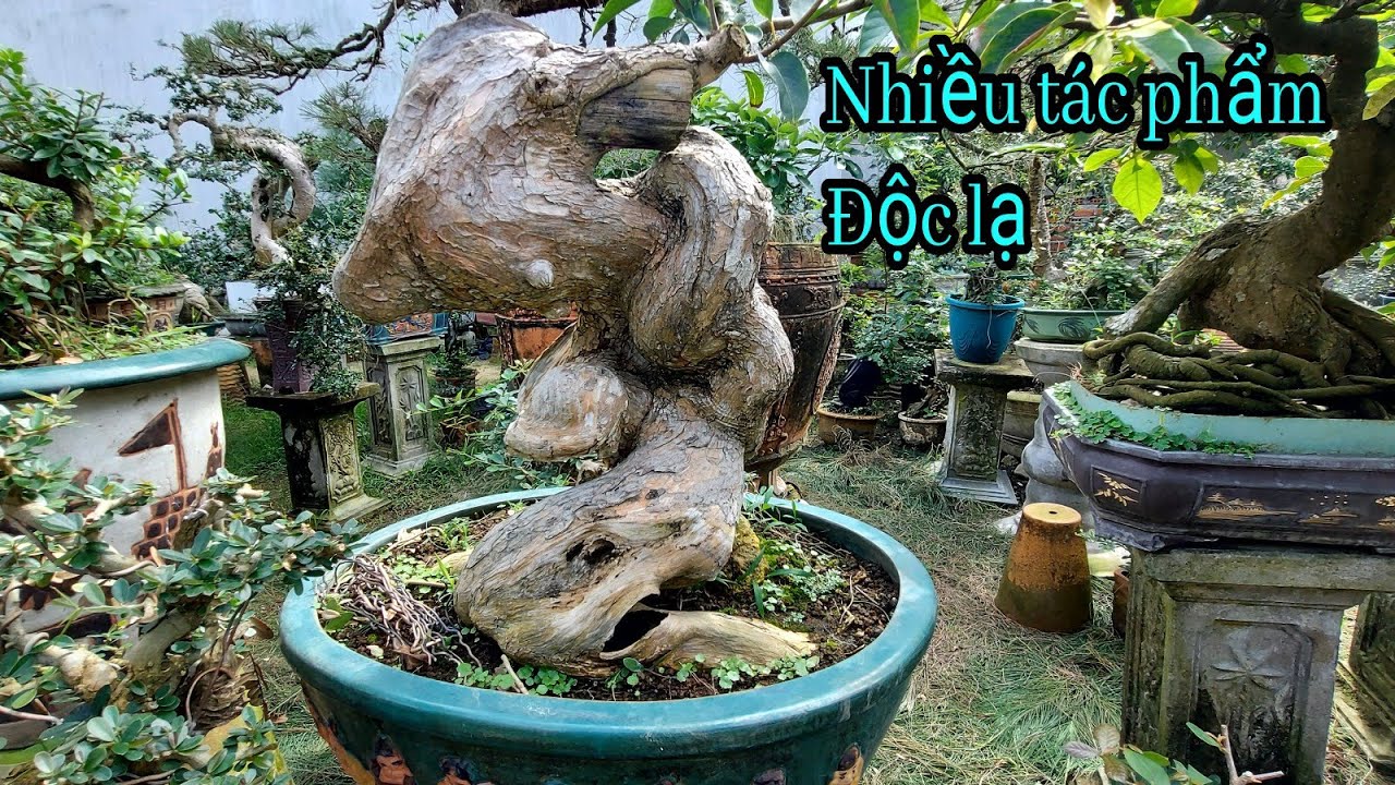 Nhiều Duối quái, Hải Châu, Những dáng cây Độc đáo tại Vườn bonsai Hữu Đức, Tây Sơn, Bình Định