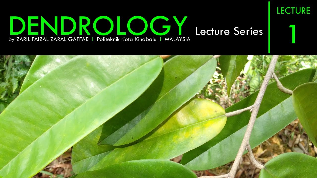 Introduction to Dendrology - Overview of the science and study of a tree.