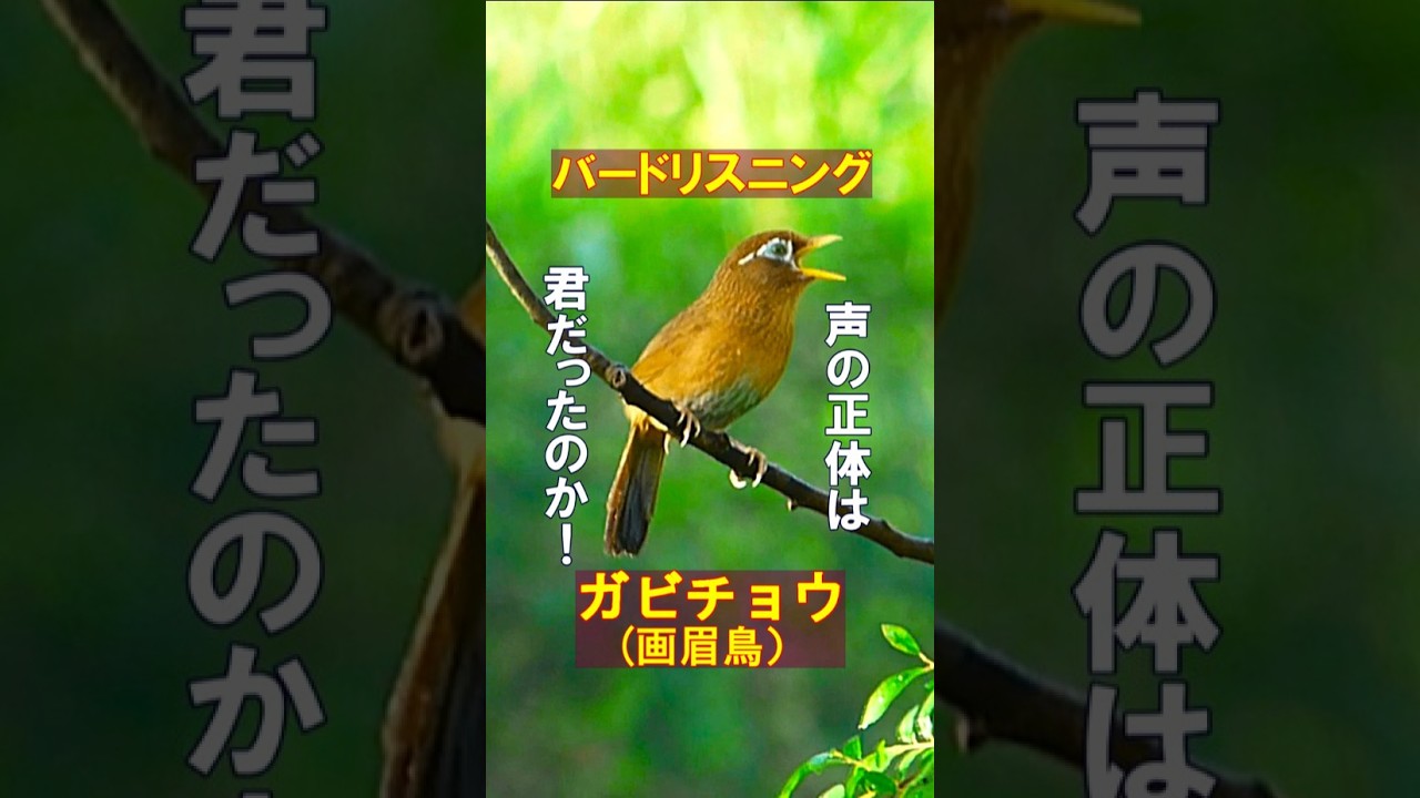 【声の正体が判明！画眉鳥だった】#野鳥の鳴き声 #ガビチョウ #特定外来生物