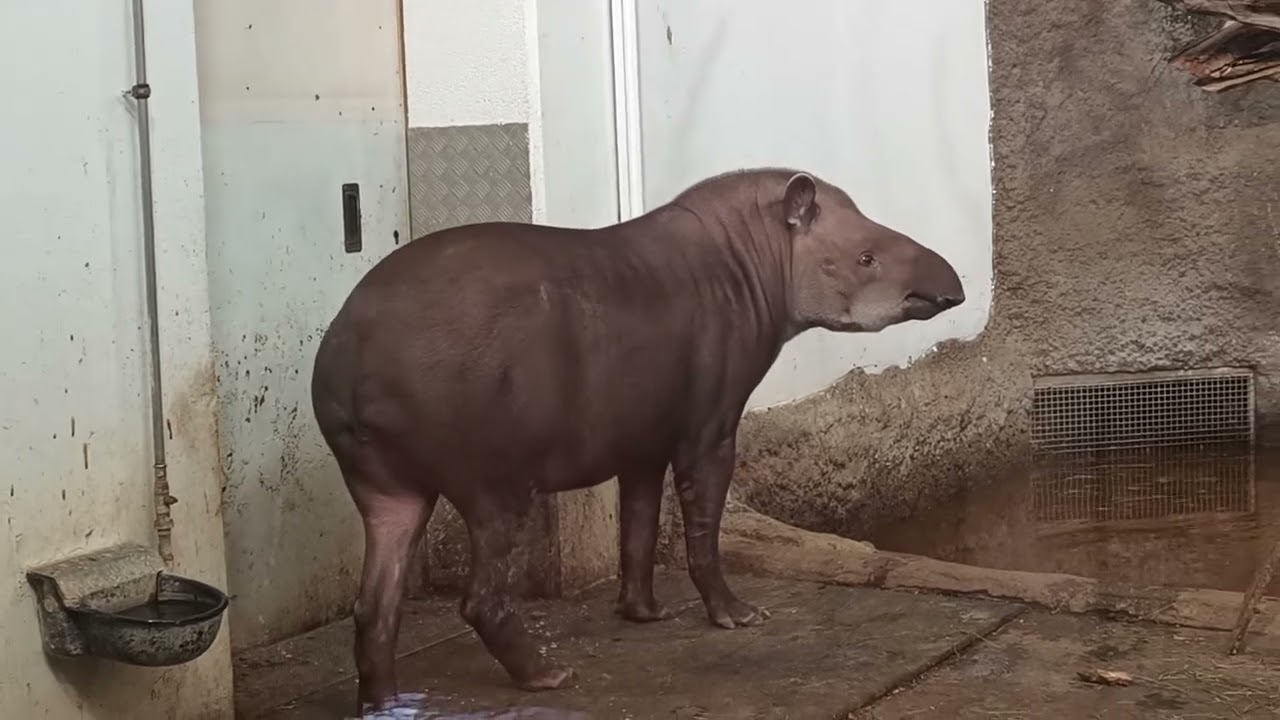 Tapir
