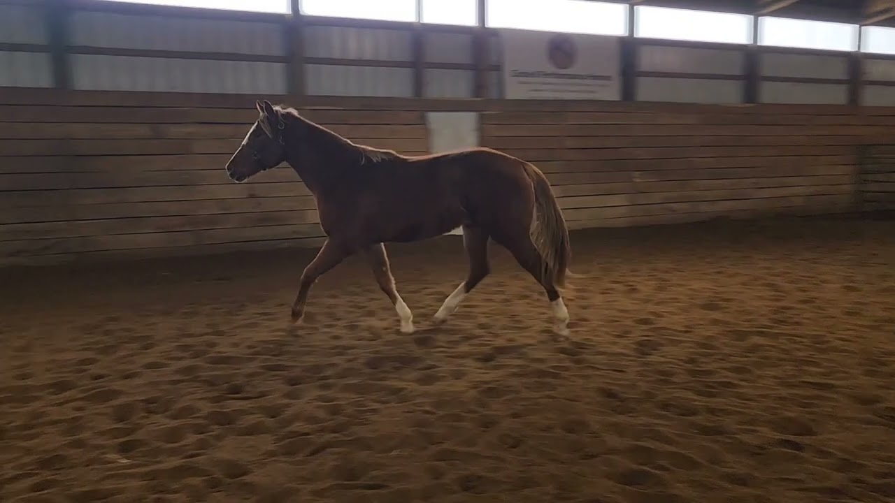 Good N Fancy  - Offered for Sale AQHA/APHA colt by GBB 