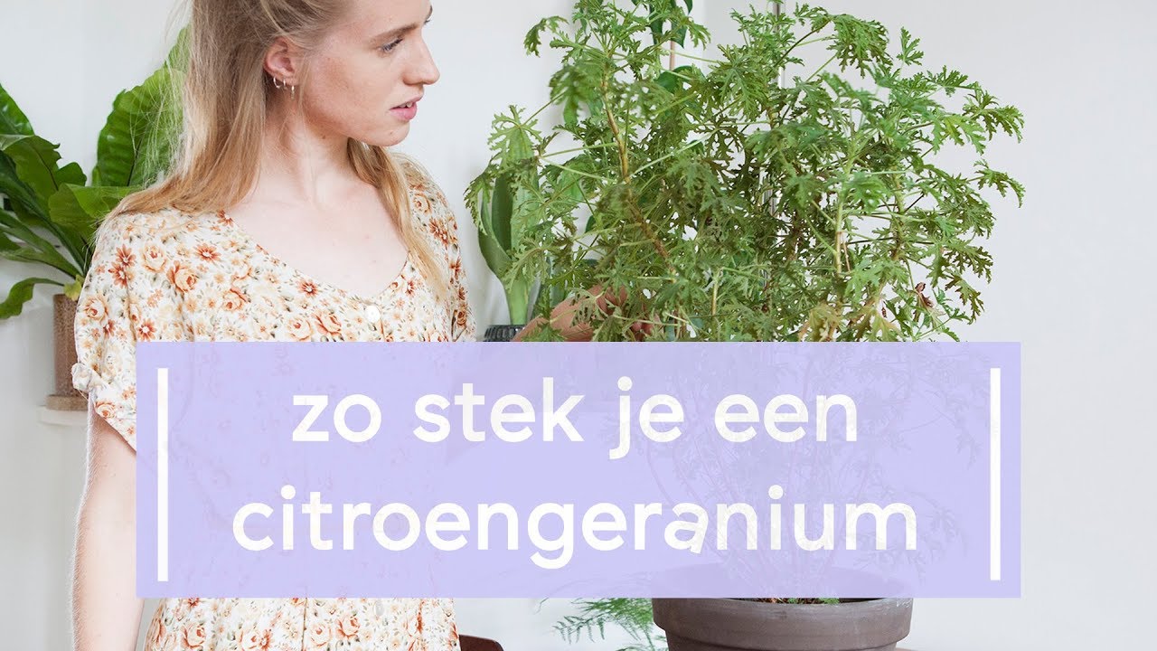 Citroengeranium stekken - Super Groene Vingers
